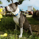 SBC Heavy Duty Dog Collar | Color: Blue