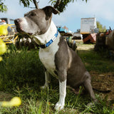 SBC Heavy Duty Dog Collar | Color: Blue