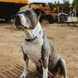 SBC Heavy Duty Dog Collar | Color: Blue