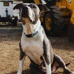SBC Heavy Duty Dog Collar | Color: Blue