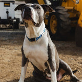 SBC Heavy Duty Dog Collar | Color: Blue