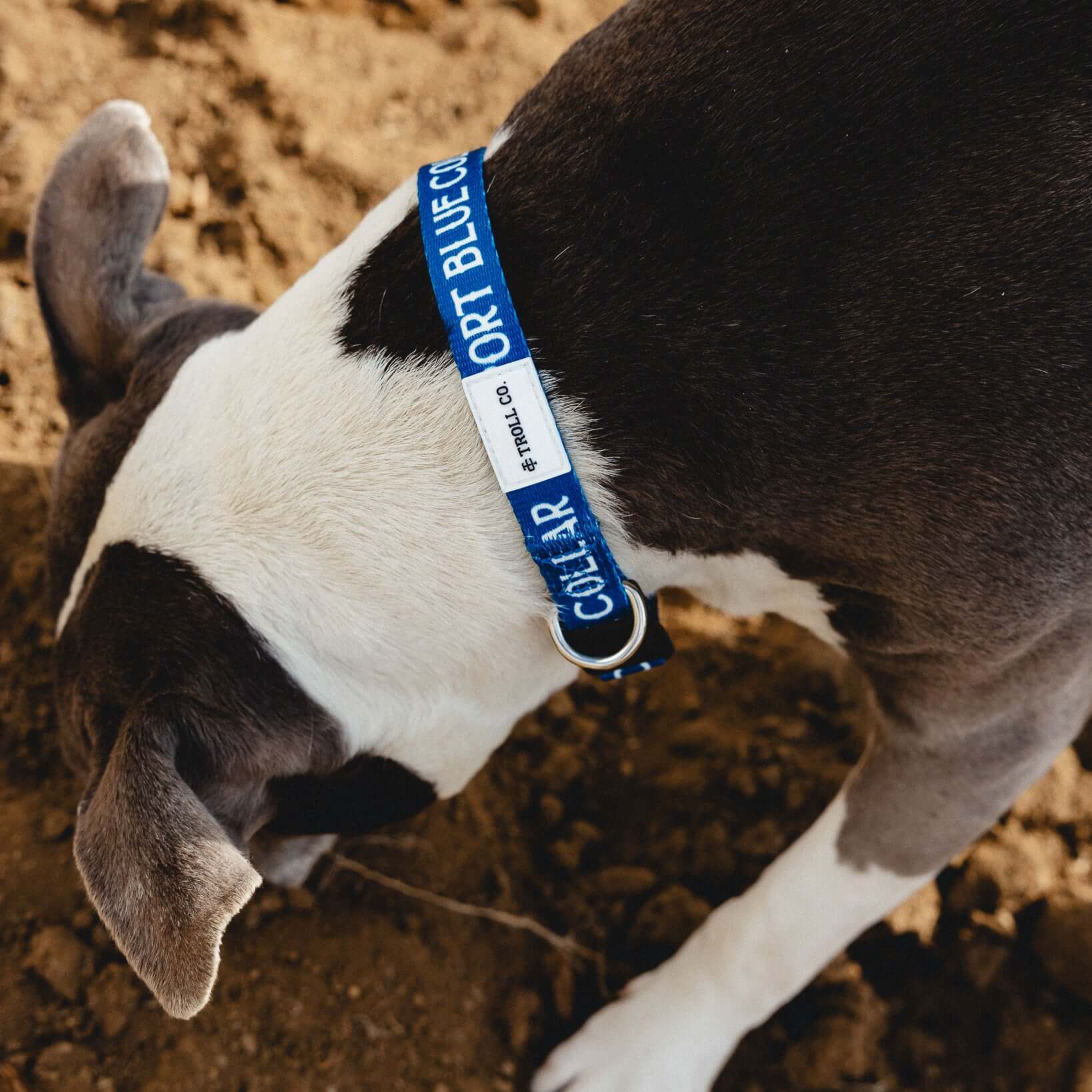 SBC Heavy Duty Dog Collar | Color: Blue
