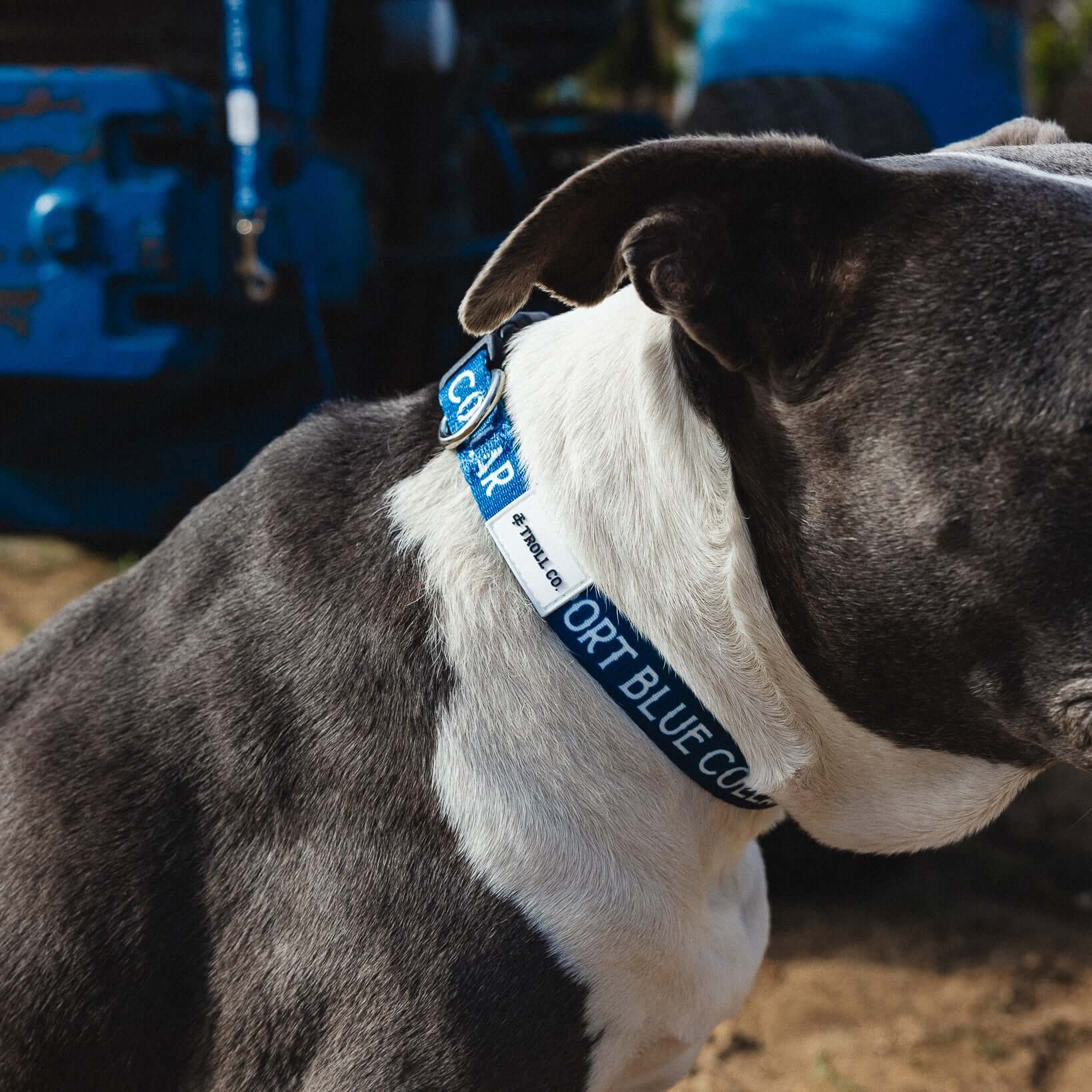 SBC Heavy Duty Dog Collar | Color: Blue