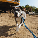 SBC Heavy Duty Dog Leash | Color: Blue