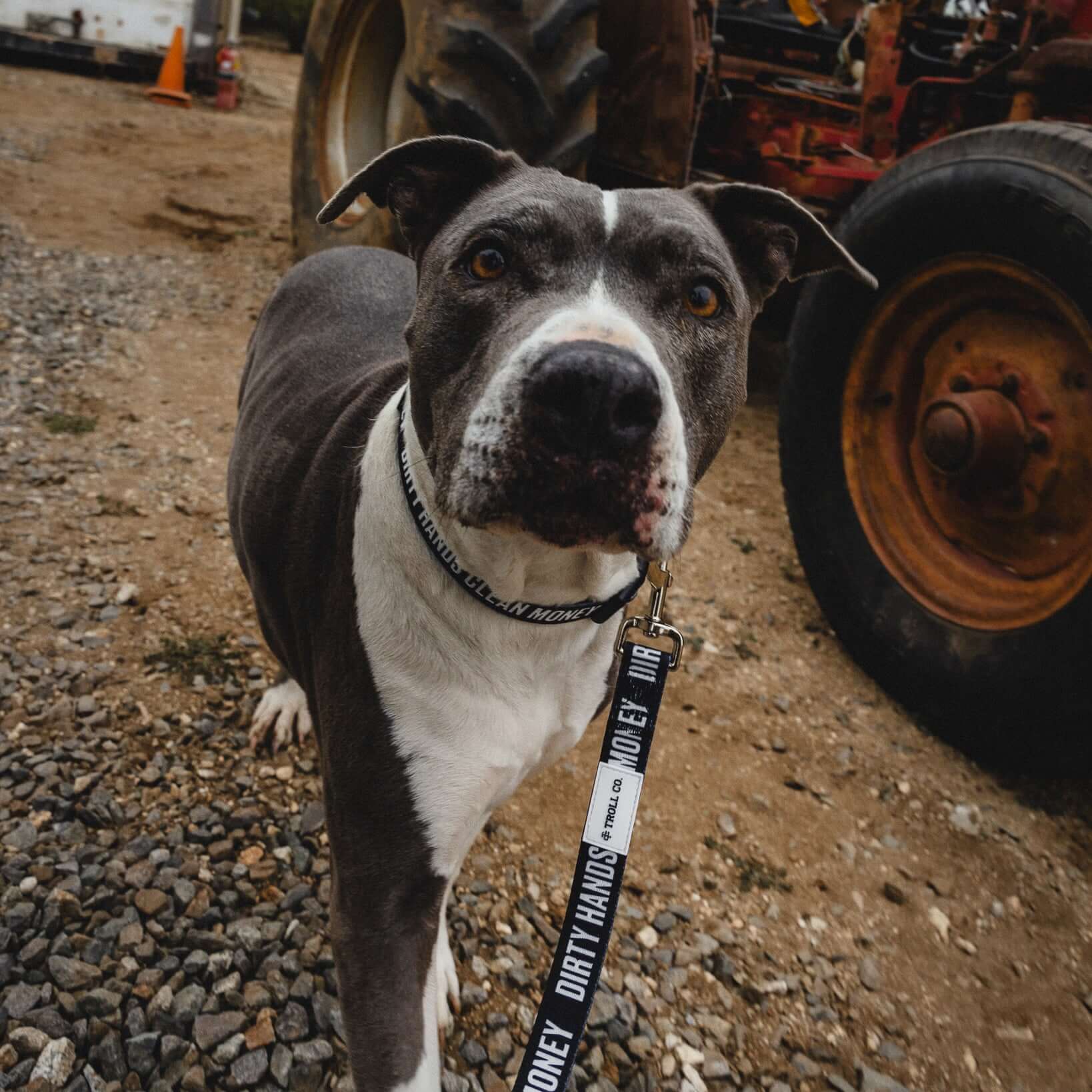 DHCM Heavy Duty Dog Leash | Color: Black