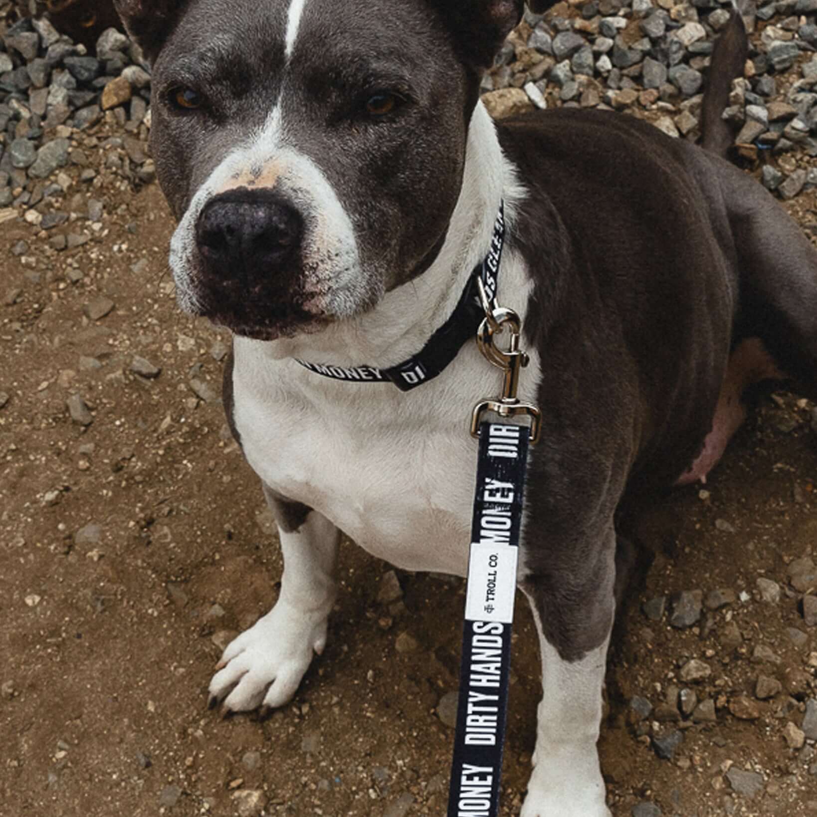 DHCM Heavy Duty Dog Leash | Color: Black